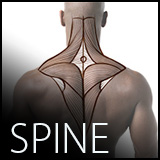 spine-class